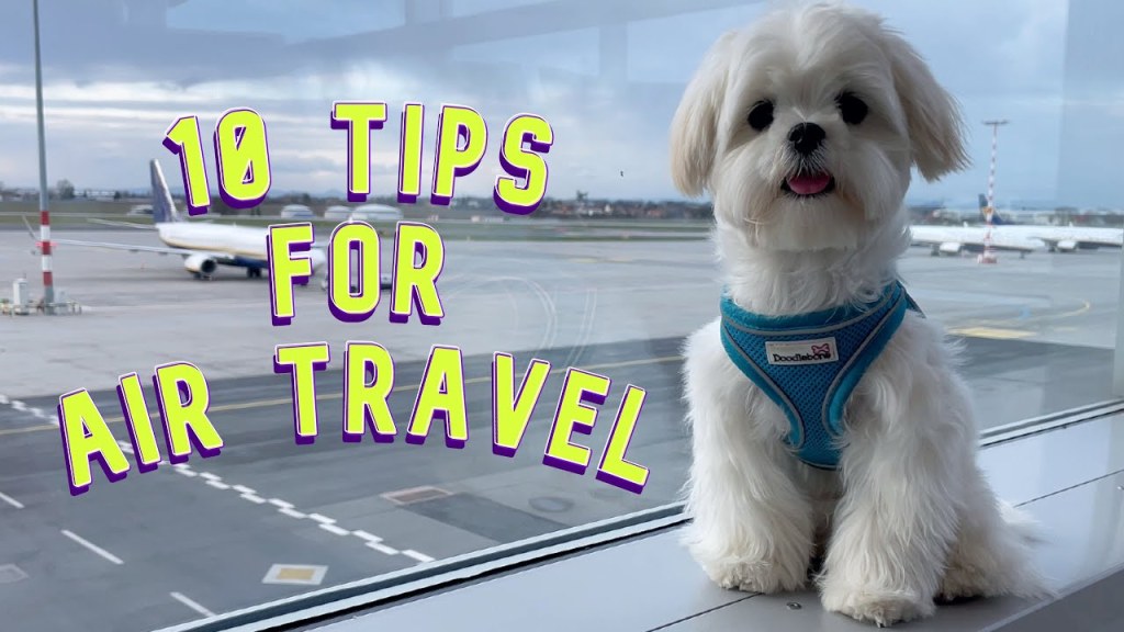 Picture of: HOW TO FLY WITH YOUR DOG? ✈️  TIPS FOR AIRPLANE TRAVEL 🐶