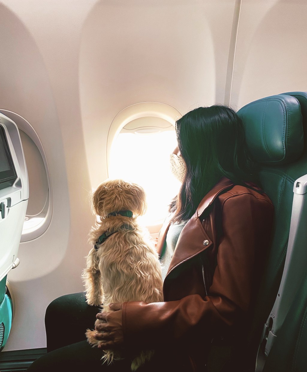 Picture of: The Ultimate Guide: Tips For Flying With Your Dog In Cabin