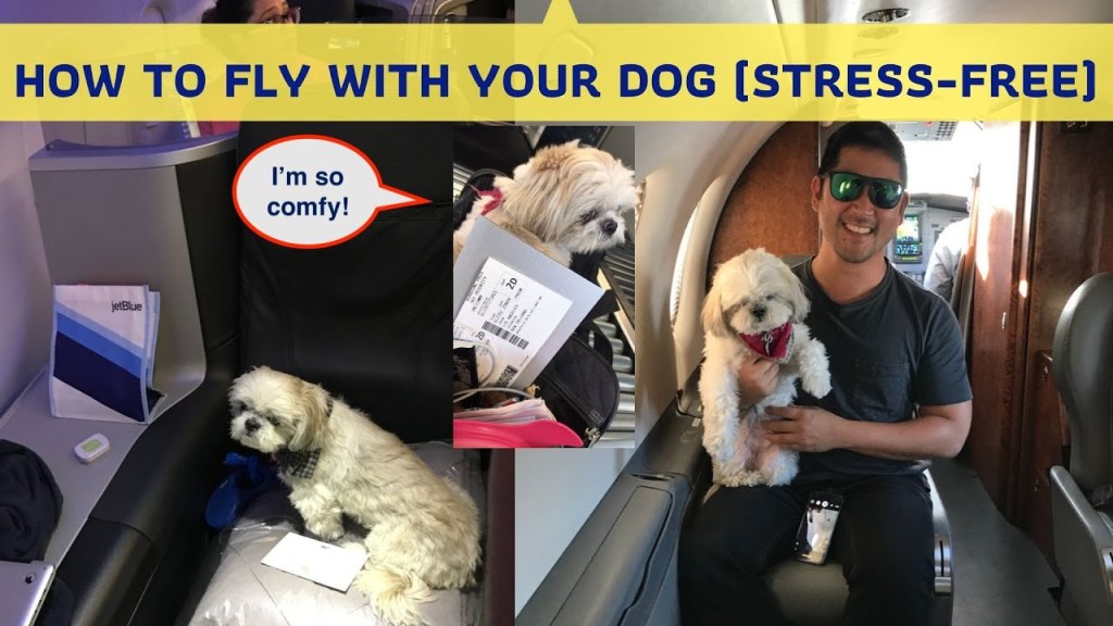 Picture of: Tips For Flying With A Dog (STRESS FREE!)